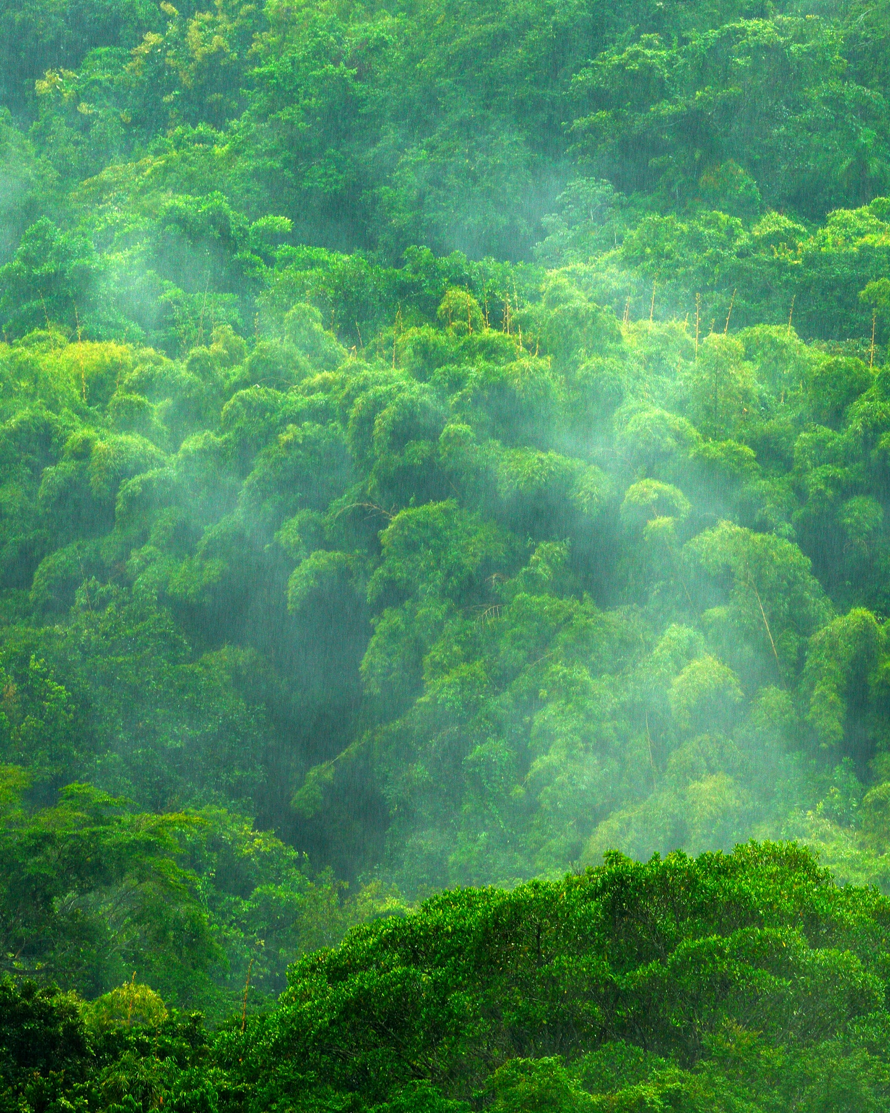 Jungle Scenery that inspired the Ravenna Earrings in Lush Greens