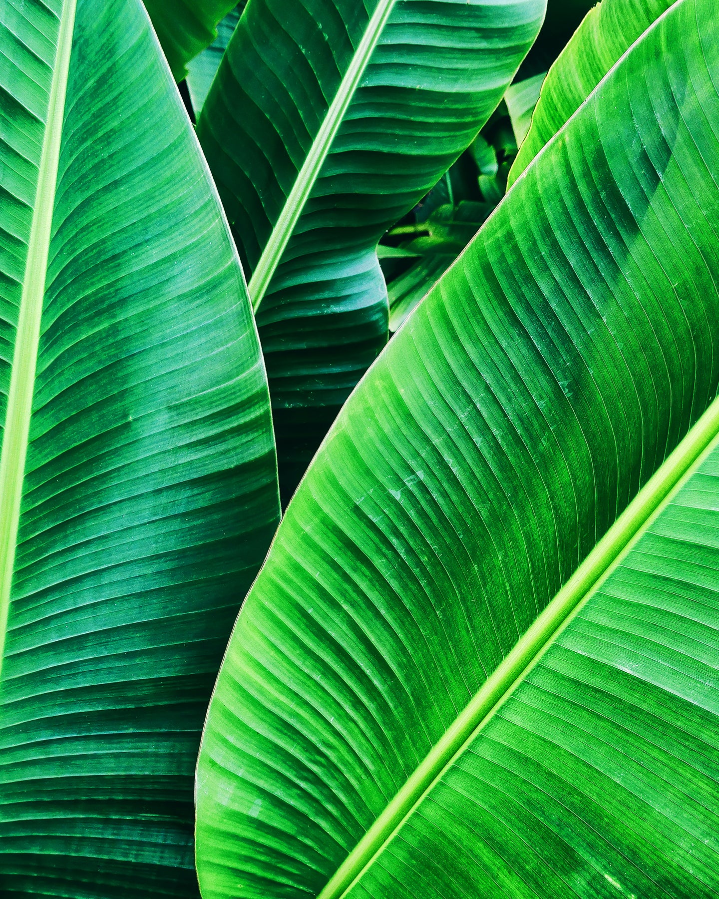 Mood image of jungle palms