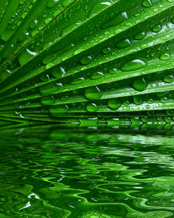 Palm fronds and water droplets