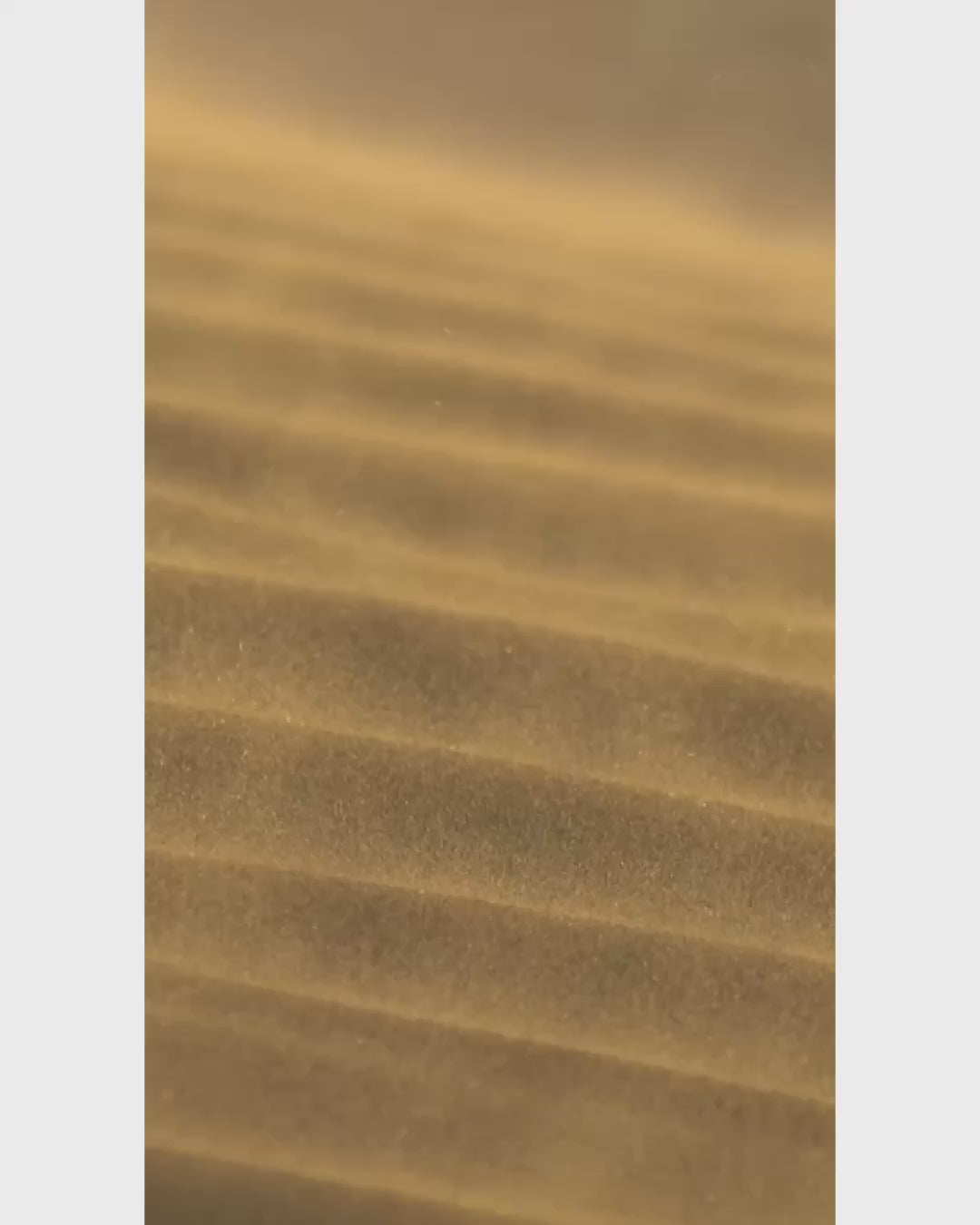 Video of the Josephine Reversible Pashmina Shawl in Gold Shimmer Dune