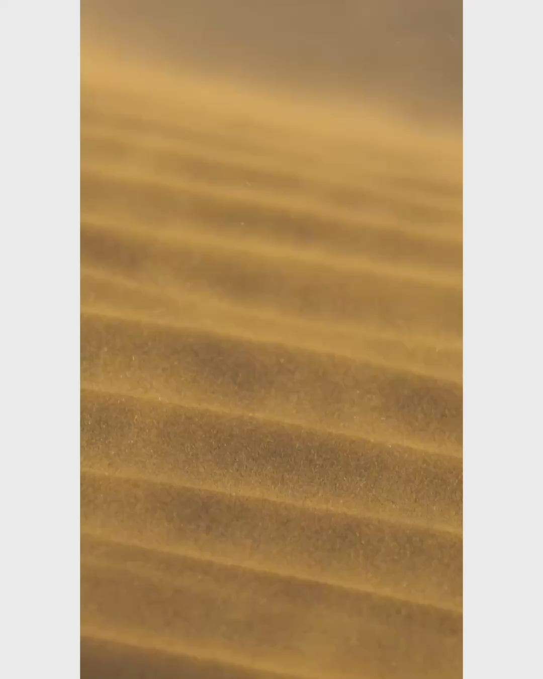 Video of the Savanna Pareo in Tropical Oasis